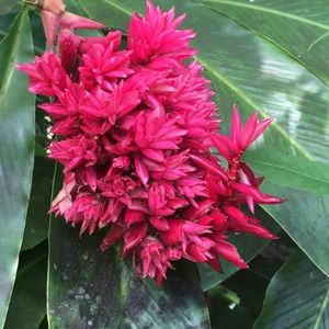 Meet your Posher, Jo anne